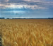 Field